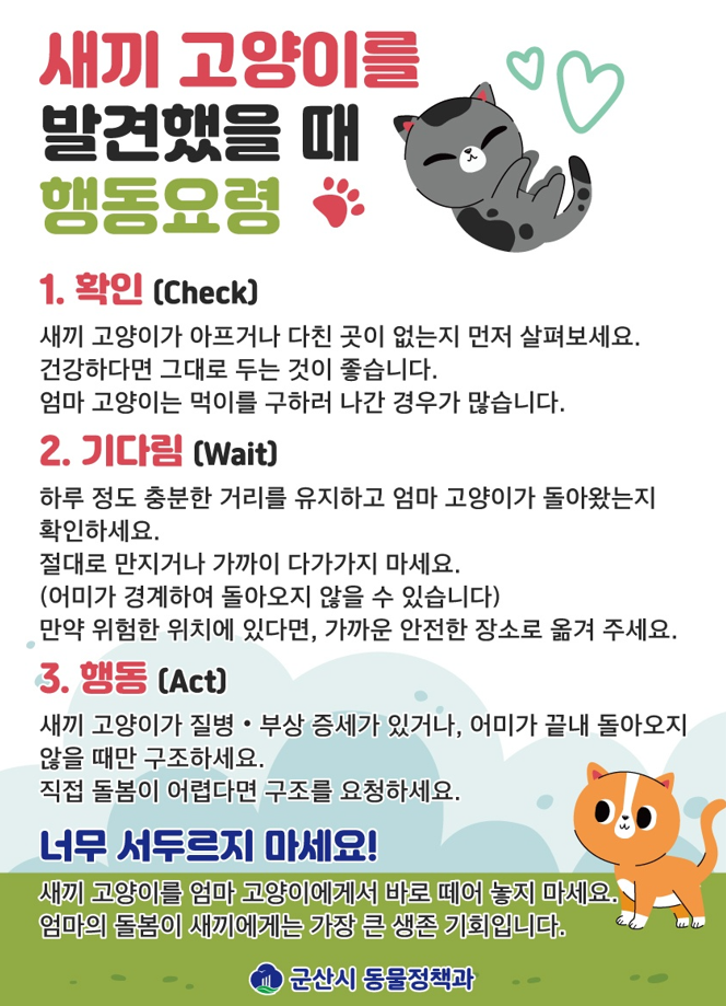 새끼고양이